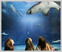 Aquarium Next Door To Our Tulsa Banquet Halls